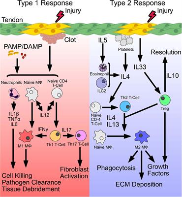 Reparative and Maladaptive Inflammation in Tendon Healing